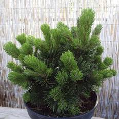 Dværgfyr (Pinus mugo 'Sherwood Compact') 15-20 cm