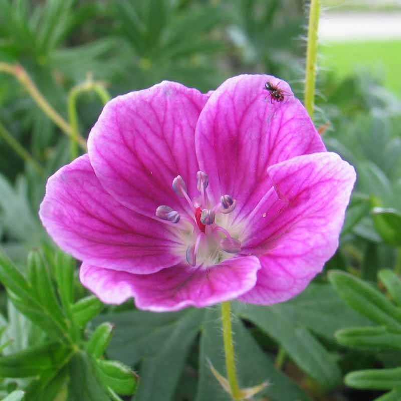 Storkenæb (Geranium sanguineum 'Elke')