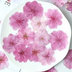 12 st Sakura naturliga torkade blommor Set - Riktiga pressade blommor för scrapbooking, fotohartsramar, bokmärken, gör-det-självkonsthantverk och kons - Sakura rosa (En-Storlek)