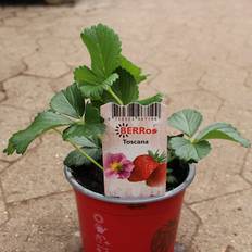 Jordbær (Fragaria 'Toscana')