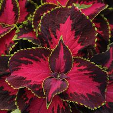 Palettblad 'Solento Dark Cherry'