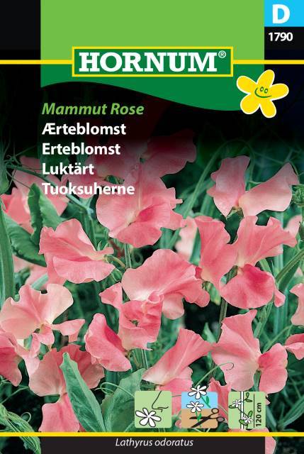 Luktärt 'Mammut Rose'