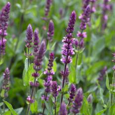 Stäppsalvia (Krukstorlek: 0,5-1L)