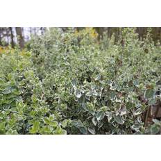 Broget Benved - Euonymus fort. ´Emerald Gaiety´ opstammet 110 cm.