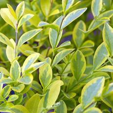 Liguster Storbladet (Ligustrum ovalifolium 'Aureum') Opstammet 120