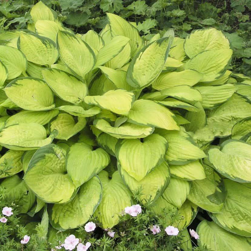Blomsterfunkia Omnia Garden Fortunei Gold Standard