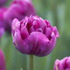 Tulipan 'Royal Acres' - 7 stk