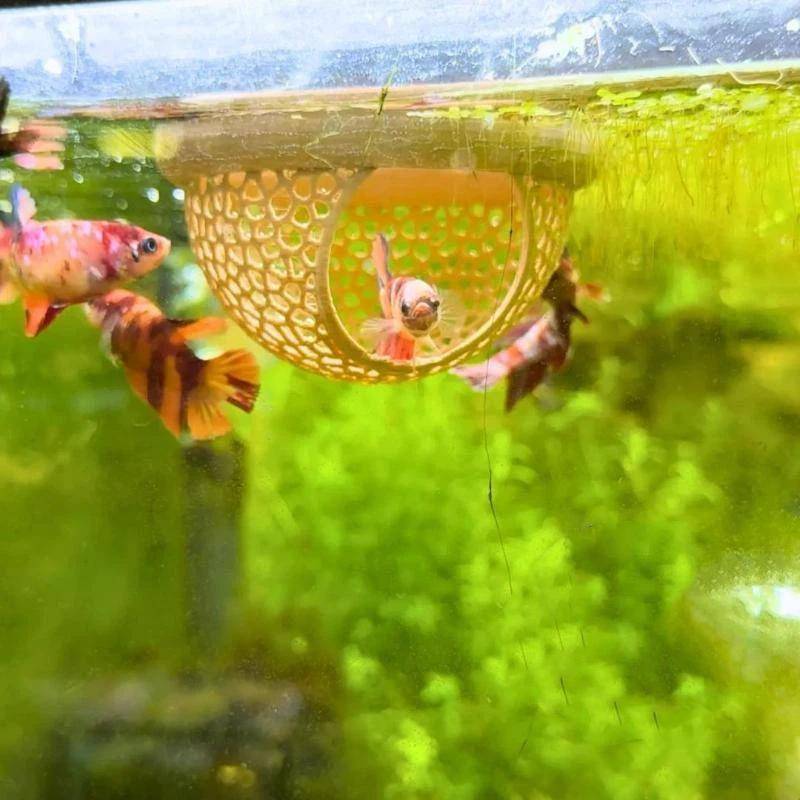 Flytande Räkbo Gömställe Hållbar Akvariehåla Hängmatta Universell Matningsring för Akvarium Landskapsdesign grön