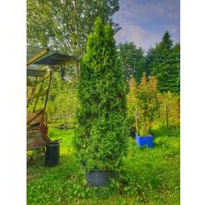 Thuja Occidentalis Smaragd