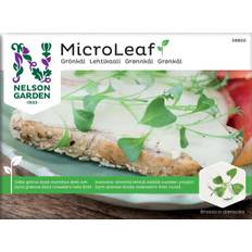 Nelson Garden Micro Leaf grønkål 'Jagallo Nero' Mikrogrønt
