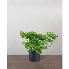 Monstera Adansonii - 25-35 cm