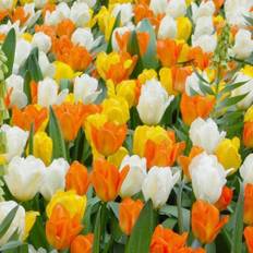'Springtime' - Tulipanblanding - 30 løg