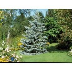 Blågran 'Hoopsii'