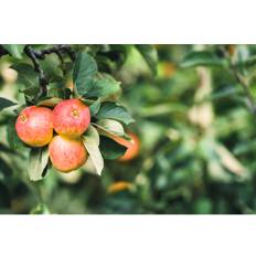 Äppelträd OMNIA GARDEN Malus domestica James Grieve inkl. uppbindningskit