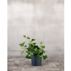 Efeu, Hedera Hibernica - 30-50 cm