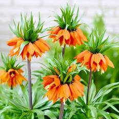 Kejsarkronor Fritillaria Imperialis Orange blomlökar (5 blomlökar), Vinterhärdiga fleråriga lökar, växter från Holland för trädgård och kruka (stora lökar, inte frön och inte konstgjorda).