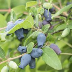 Honningbær Martin - Lonicera caerulea Martin