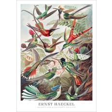 Hummingbirds Poster - Ernst Haeckel | Fågelplansch A4