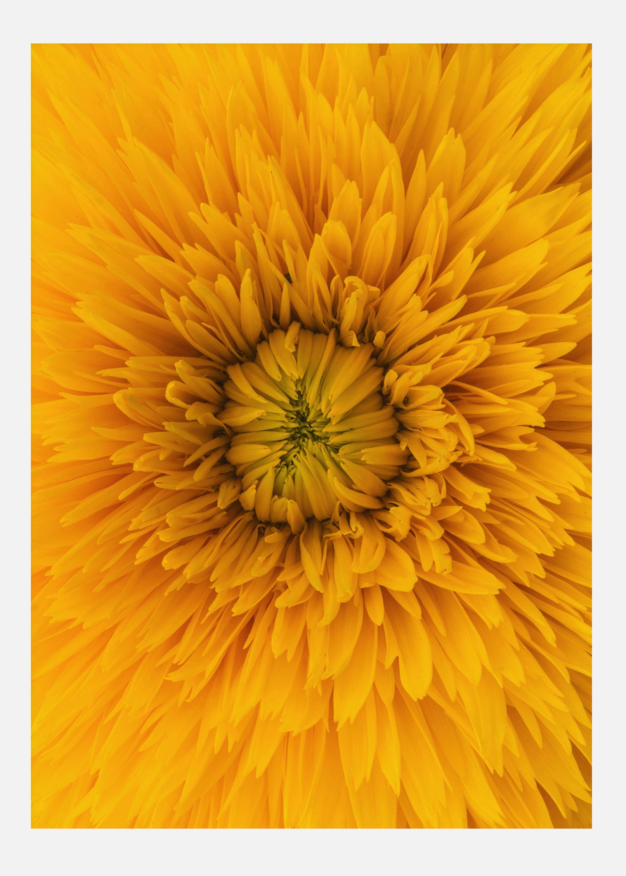 Upclose Flower Canvastavla (30x40 cm)