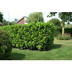 Lagerhägg 'Etna' CO, 40-50 cm 3-p