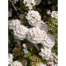 Häck Bukettspirea 50-80Cm 100-Pack Barrot