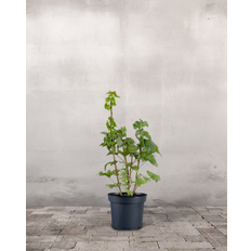 Solbær, Ribes nigrum - 50-70 cm