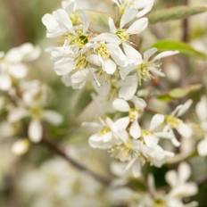 Bærmispel, Amelanchier 'Rainbow Pillar', 5 liter potte, 40+ cm