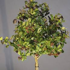 Storfrugtet Surbær (Aronia melanocarpa 'Hugin') Opstammet 180 cm