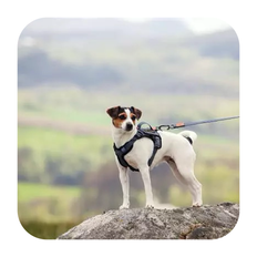 Seleverkstedet Comfort Sporsele Hundesele Grå/Sort - X-Small