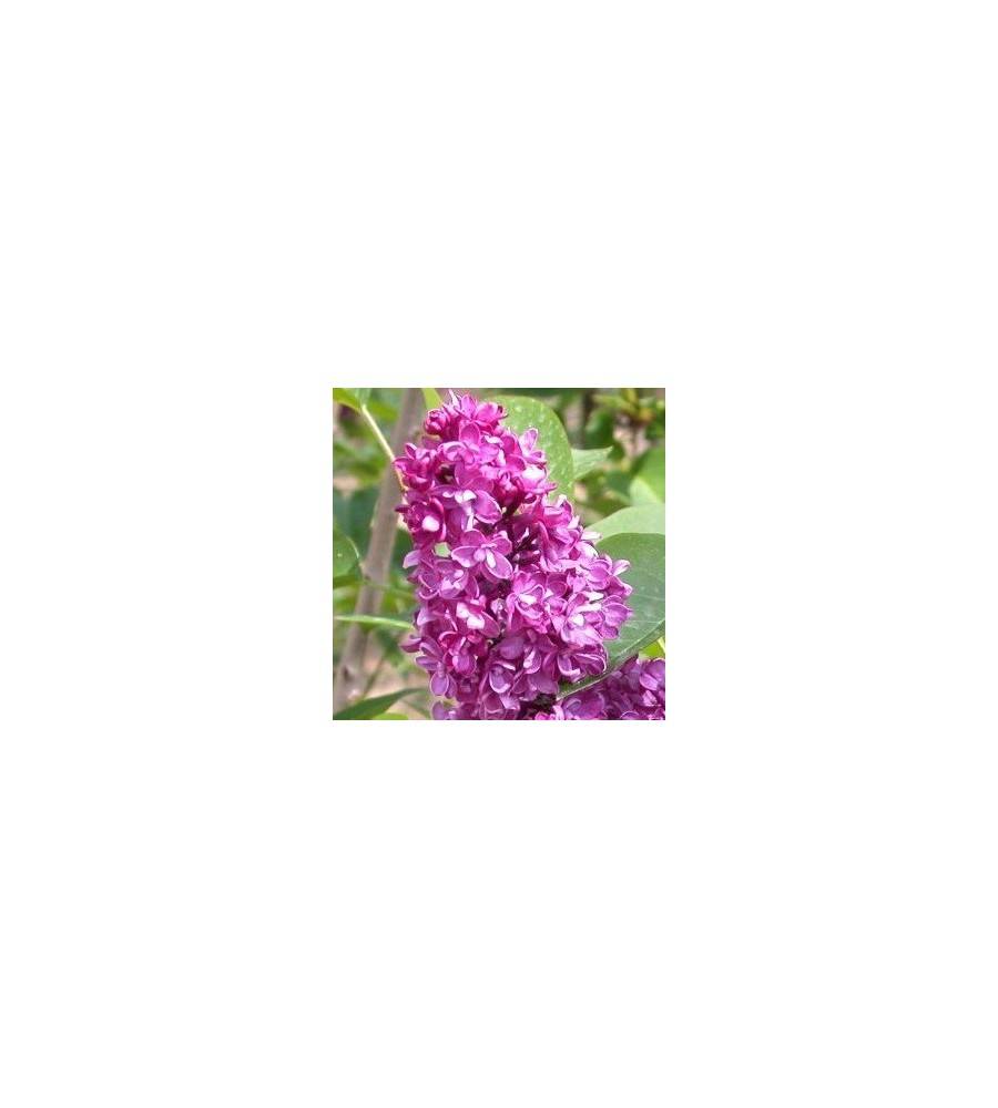 Storblomstret Syren Charles Joly 40-80 cm. - Syringa vulgaris Charles Joly.