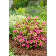 Rhododendron Japansk Azalea Rodrosa 20-25Cm 10-Pack