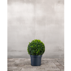 Buksbom, Buxus sempervirens - 60-70 cm