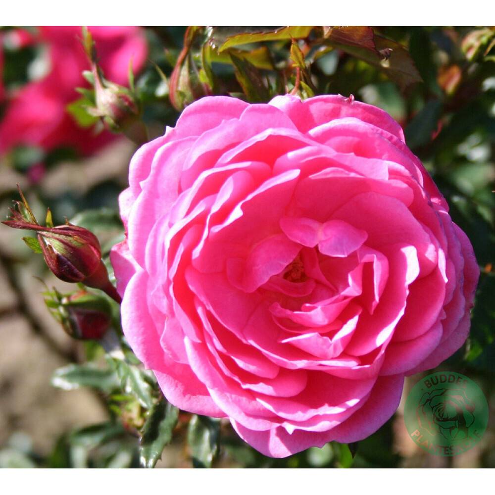 KLÄTTERROS BOOGIE-WOOGIE BARROT ROSA 5-PACK