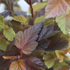 Blærespiræa Dværg (Physocarpus Opulifolius 'Little Angel')