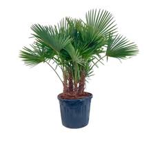 Hørpalme, Trachycarpus fortunei, Ø55 cm potte