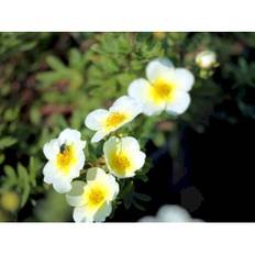 Potentilla Fruticosa 'Limelight'