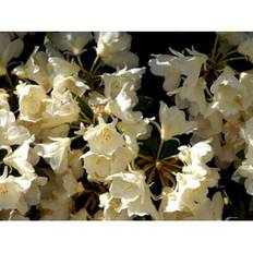 (yak.) 'Golden Torch'