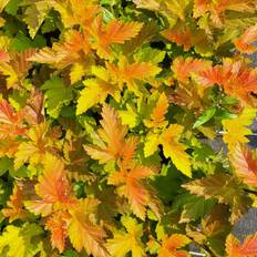 Blærespiræa (Physocarpus opu. 'Magic Ball') 30-50 cm