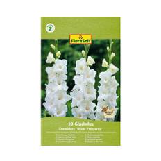 Blomsterlökar FLORASELF Gladiolus 'White Prosperity' 10st