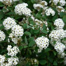 Bukettspirea (Storlek: solitär 125-150 co)