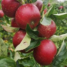 Dværg Æbletræ Ingrid Marie - Malus domestica Ingrid Marie