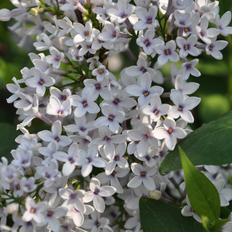 Kinesisk Syren (Syringa chinensis 'Bicolor') 20-40 cm