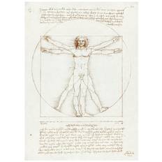 Leonardo Da Vinci - Vitruvian Man Plakat (50x70 cm) - Berømte kunstnere
