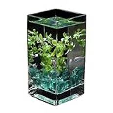 Fiskskål, akvarium, fyrkantigt högt genomskinligt glas med lock Tropisk hydroponisk vas Blomsterkärl Desktop Small