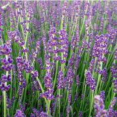 Lavendel (Lavandula angustifolia 'Munstead') potte 9 cm