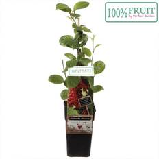 Slyngplante (Schisandra Chinensis) 40-50 cm