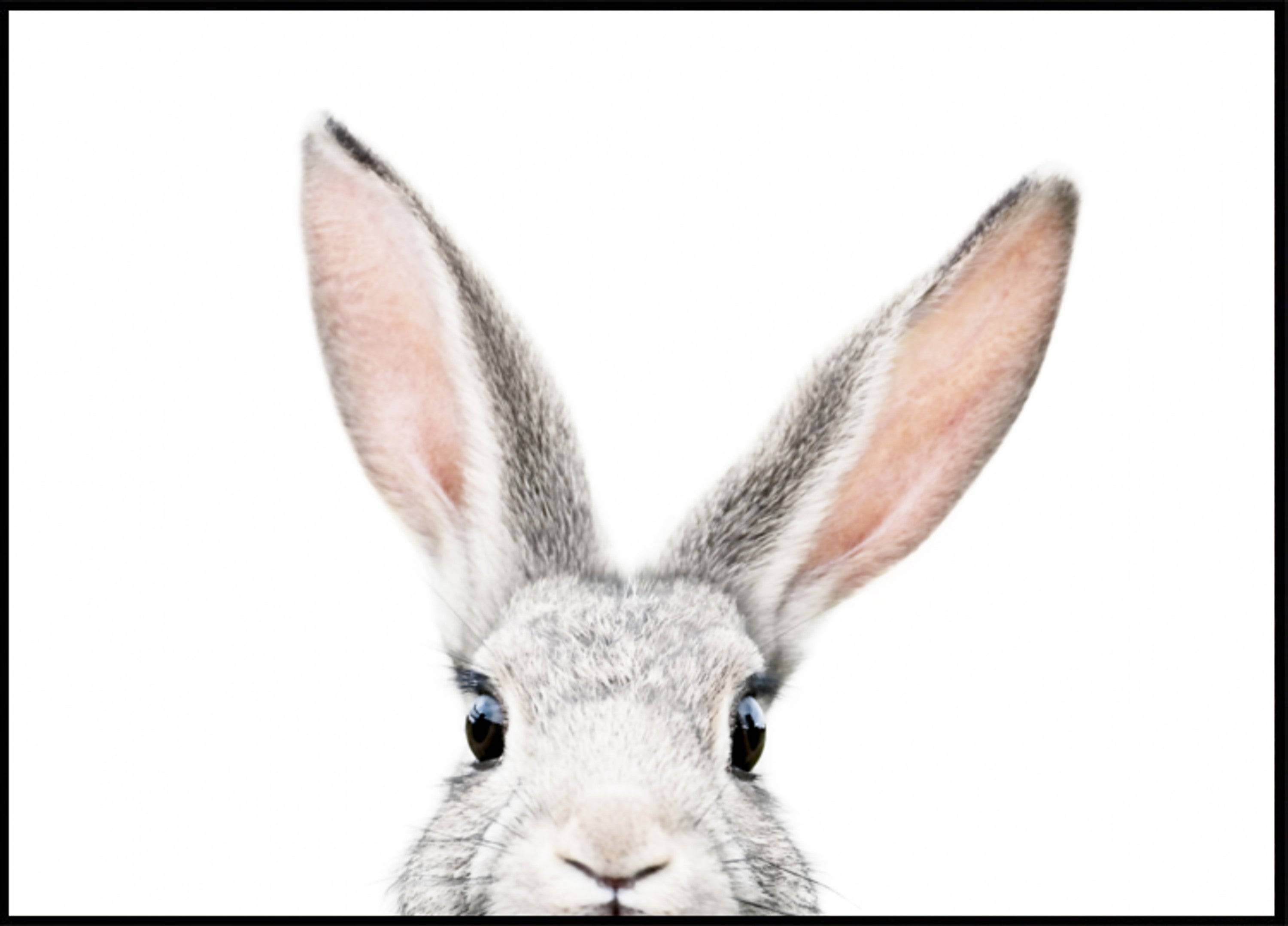 Peeking Bunny (40x50) - Plakater > Djur Posters, BD