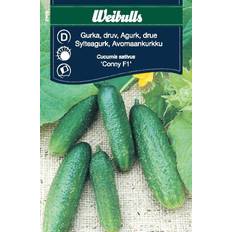 Weibulls Sylteagurk Conny F1 (Cucumis sativus Conny F1)