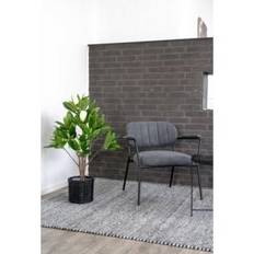 Magnoliatræ