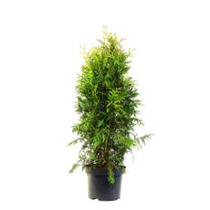 Häck Thuja Smaragd 80-100Cm Krukodlad